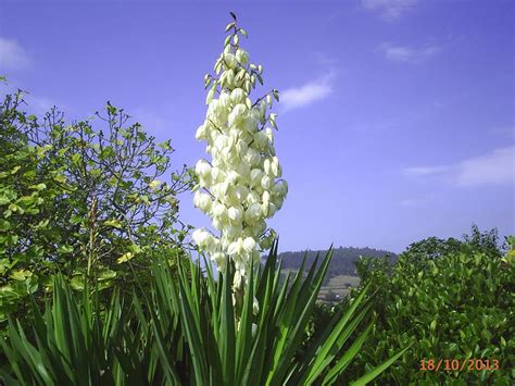 flor de izote-1
